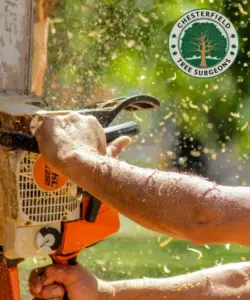 tree trimming near me