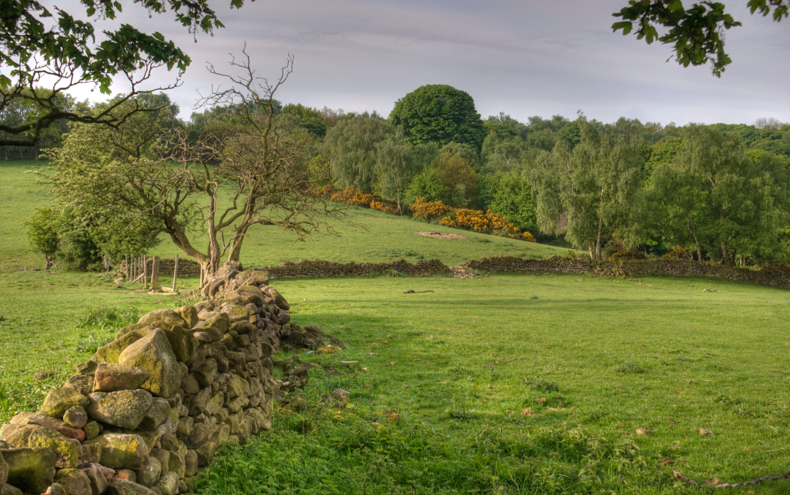 Trees of Derbyshire: Native & Woodland Species Guide